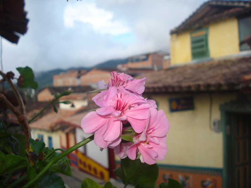 no people, flower, plant, freshness, nature, focus on foreground, petals, built structure, building, architecture, outdoors, growth, pink color, close-up