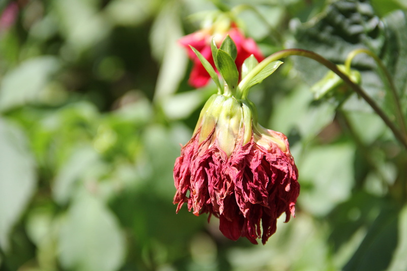 plant part, beauty in nature, plant, outdoors, day, close-up, mood, marchita, maroon, 5K, fragility, no people, focus on foreground, freshness, petal