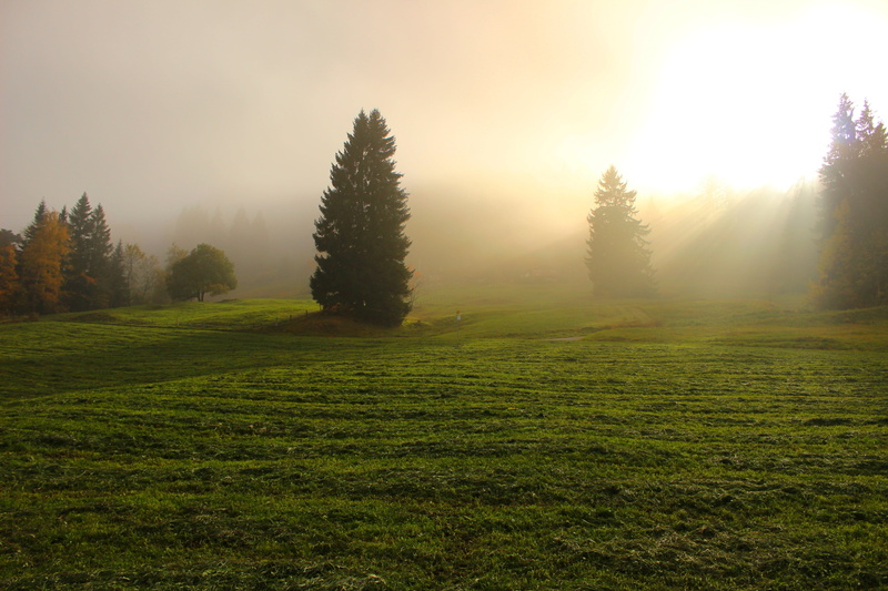 landscape, no people, growth, nature, summer, land, pine woodland, trees, light through clouds, sky, beauty, light, scenics - nature, cloudscape, plant