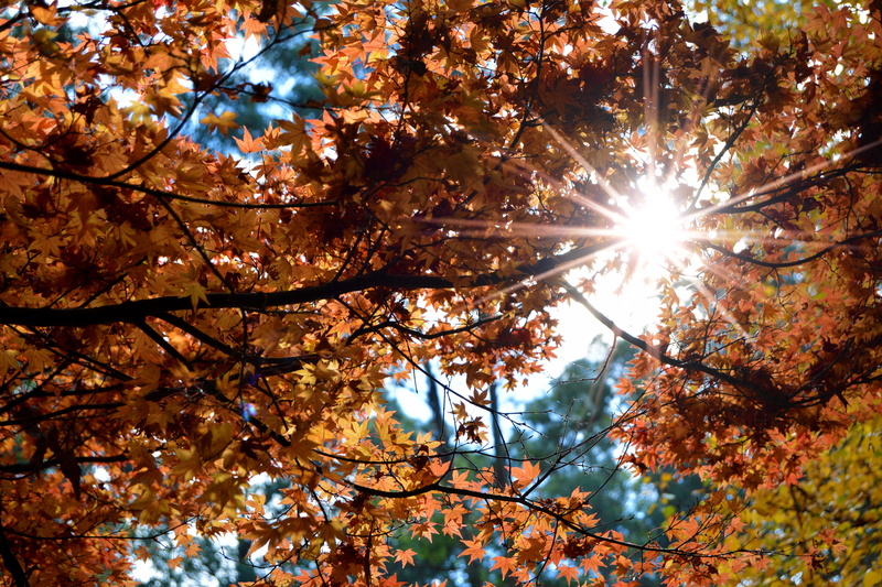 bright, low angle view, ray, growth, yarra range, lightburst, hike, day, autumn, tree, outdoors, trek, maple leaf, beauty in nature, red, no people, forest