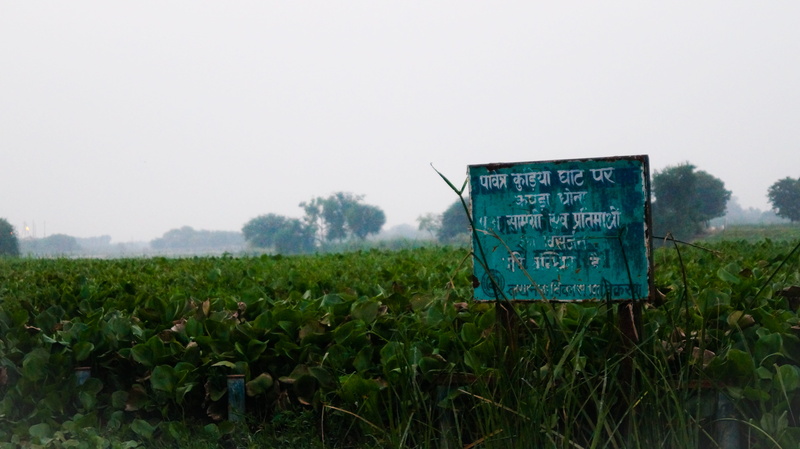 field, uttarpradesh, india, lucknow, uttar pradesh, outdoors, grass, incredible india, agriculture, plant, nature, communication, sign, green color, landscape