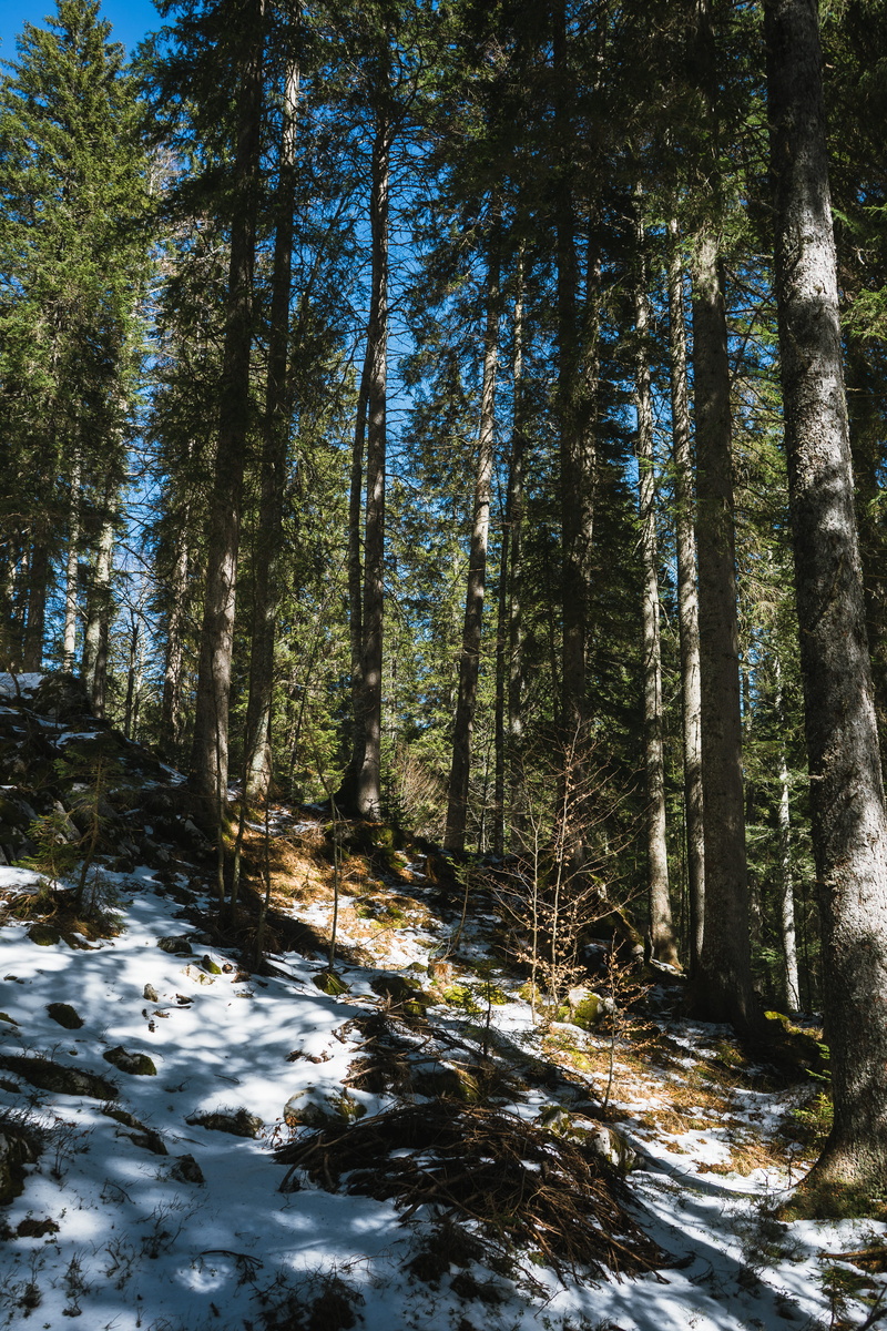 conifer, non-urban scene, tall, light, day, scenics - nature, flare, water, land, abies, photo, pokljuka, sunlight, no people, growth, snow, tranquil scene