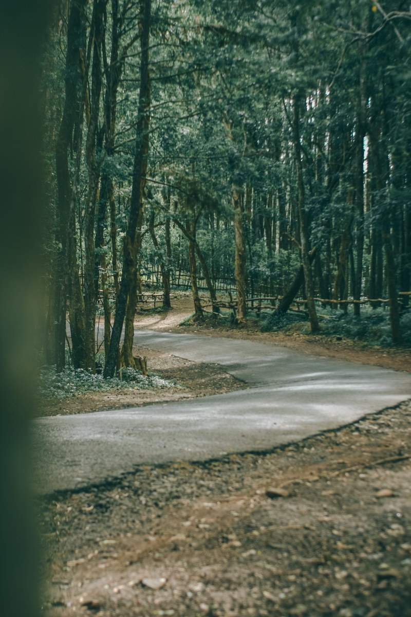 land, lake, holiday, empty, beauty in nature, tranquility, the way forward, transportation, direction, fresh, beautiful, peace, forest, outdoors, no people