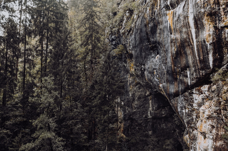 mouth, textured, backgrounds, forest, cave, rock, pattern, predjama, castle, tourism, coast, tree trunk, tree, coniferous tree, bark, mysterious, predjamski grad