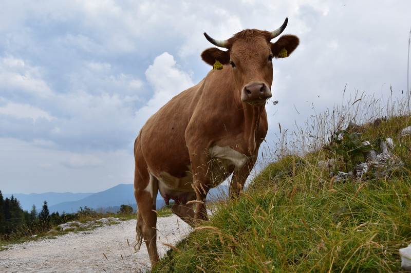 domestic animals, nature, plant, sky, no people, standing, cow, cattle, velika planina, animal, slovenia, field, animal themes, 5K, livestock, one animal