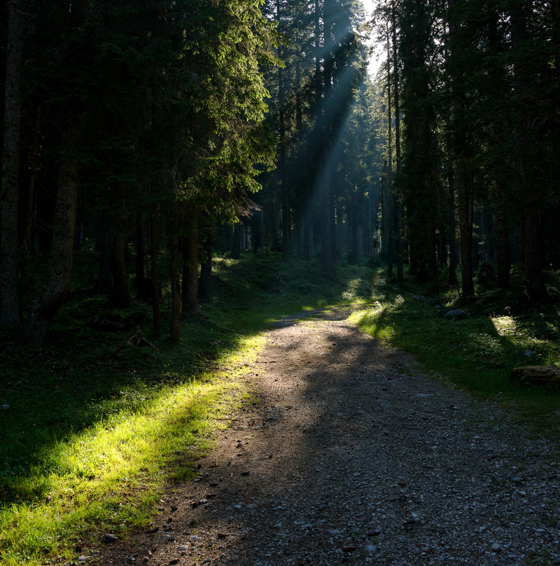 tree, sun, the way forward, grass, pine tree, diminishing perspective, slovenia, path, pokljuka, trail, land, tranquil scene, no people, scenics - nature