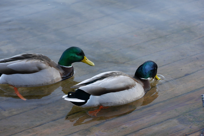 slovenia, animal wildlife, high angle view, animal themes, bled, male animal, outdoors, animals in the wild, day, lake, duck, water, nature, vertebrate