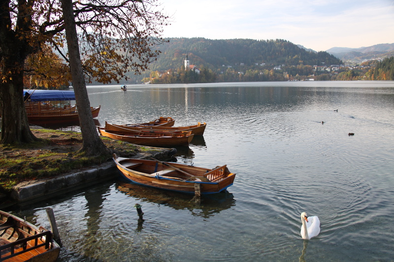 nautical vessel, nature, tranquility, tree, wood, animals in the wild, swan, transportation, rowboat, animal themes, mode of transportation, outdoors, day