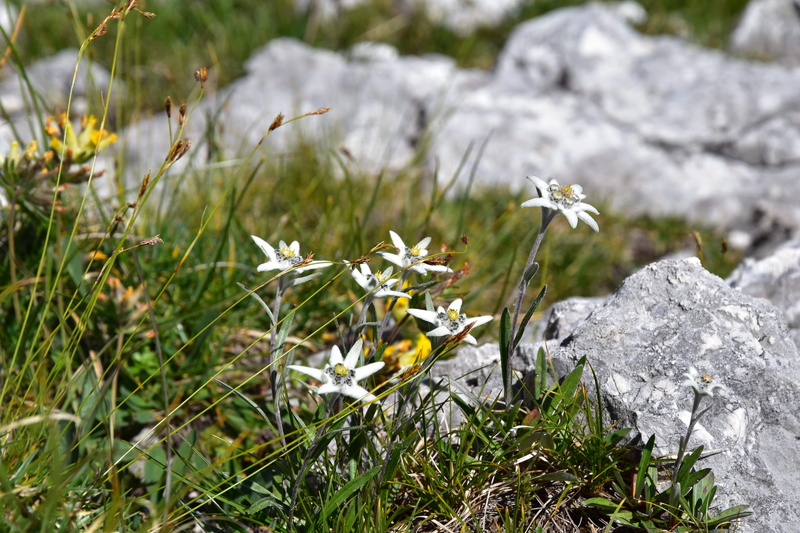 flowering plant, petal, vulnerability, white color, slovenia, plant, growth, flower head, no people, close-up, green color, nature, field, 5K, springtime