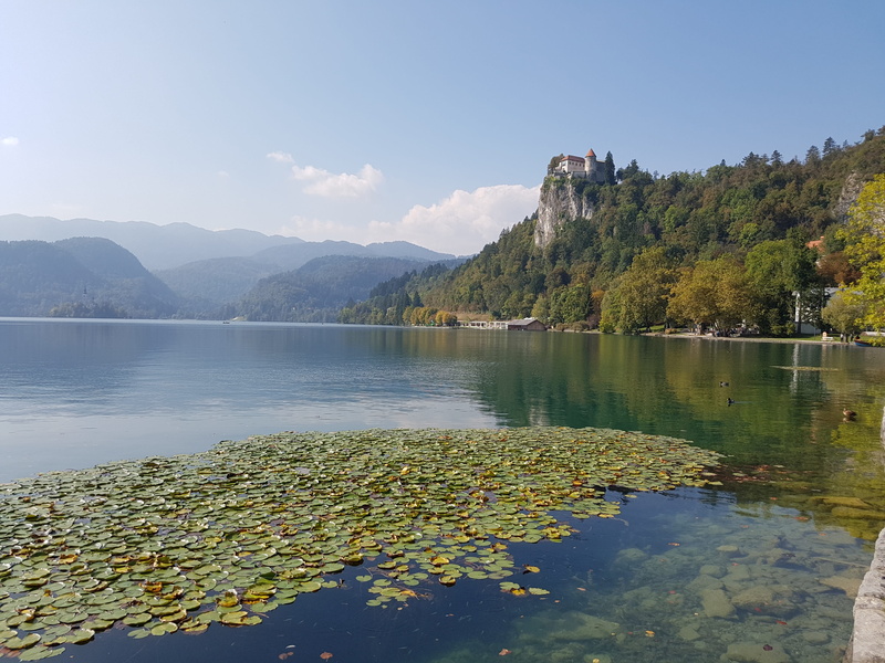 alpine, no people, scenics, 4K, Lake, plant, waterfront, forest, bled, scenics - nature, non-urban scene, landscape, tree, sky, Travel, tranquility, summer