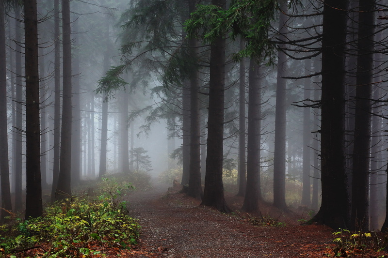 2K, Wurzenpass, HDR, Earth, Forest, Path, Austria, Fog