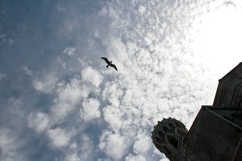 4K, architecture, bird, animal themes, low angle view, slovenia, built structure, animal, animal wildlife, sky, church, cloud, building exterior, sea gull