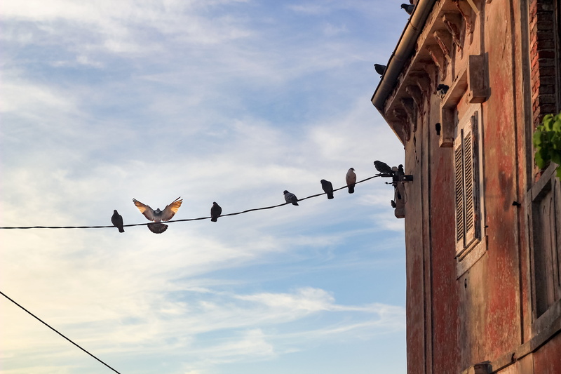 no people, wall, house, building exterior, bird, low angle view, sky, clouds, cable, group of animals, animal, medium group of animals, 5K, nature, slovenia