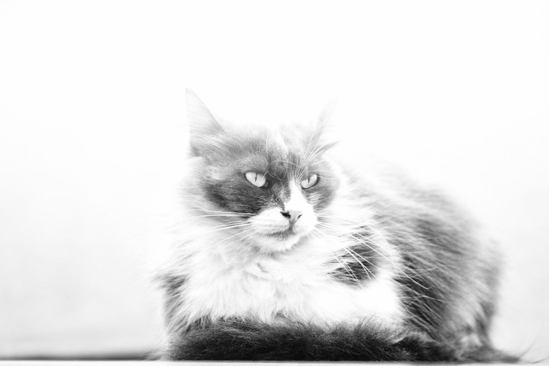 copy space, indoors, animal eye, domestic animals, cat, slovenia, white background, domestic, piran, mammal, feline, animal, close-up, whisker, portrait