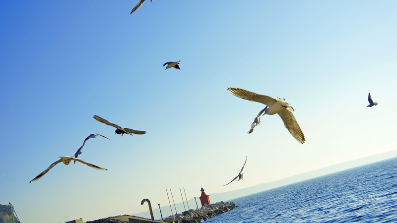 flying, animal themes, flock of birds, low angle view, spread wings, clear sky, slovenia, bird, beauty in nature, nature, 5K, day, mid-air, medium group of animals