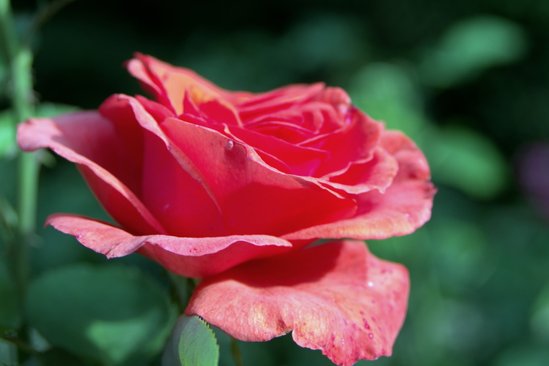 rose, nature, softness, petal, sunlight, plant, day, tea, the sun, leaf, vulnerability, summer, rose - Flower, pale, profile, focus on foreground, beauty In Nature