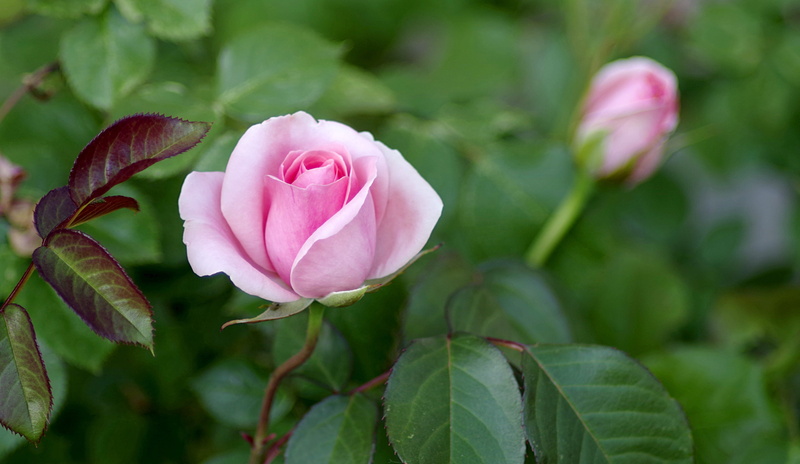 close-up, plant part, no people, gardening, roses, pink rose, rose - flower, vulnerability, flower, 4K, rose, green, growth, garden, flower head, pink