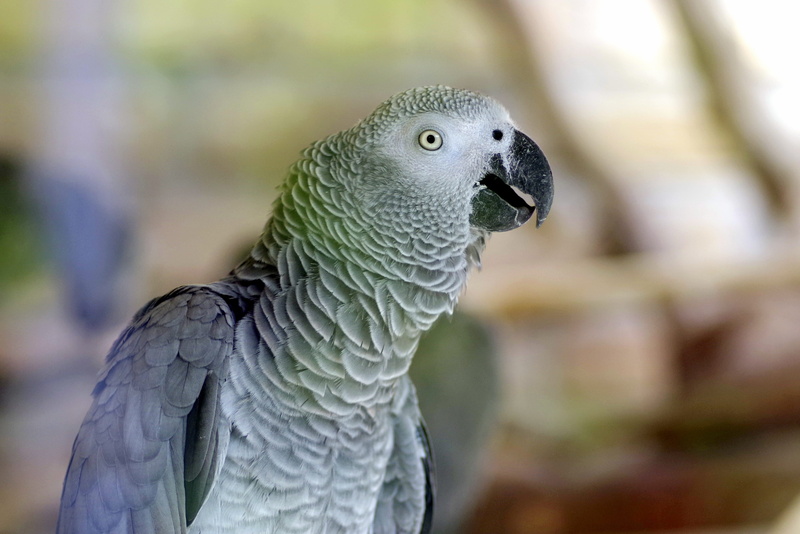 bird, beak, day, zoo, nature, gray, animal, vertebrate, outdoors, jasna, animals in the wild, cockatoo, exotic, animal head, focus on foreground, beauty in nature