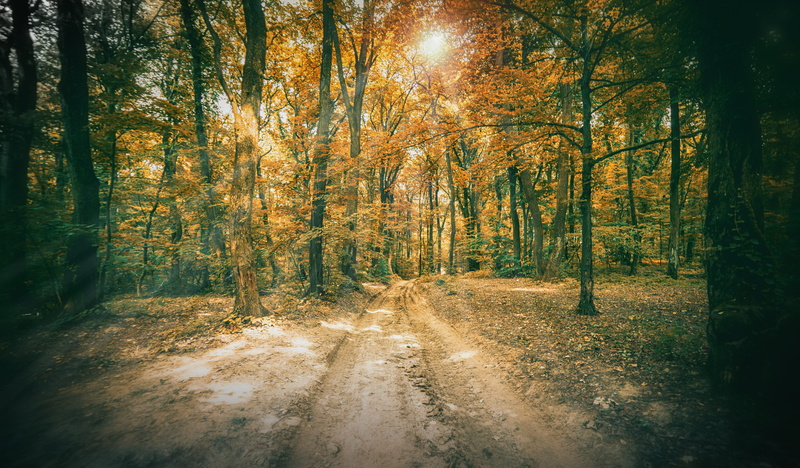 tree, non-urban scene, no people, nature, sunrays, beauty in nature, tranquil scene, change, day, growth, sunlight, the way forward, scenics - nature, fruska gora