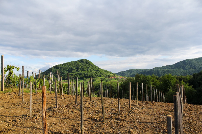 fence, grape, wooden post, priroda, vineyard, tree, ravna gora, sky, plant, land, scenics - nature, outdoors, winery, beauty in nature, landscape, mountain
