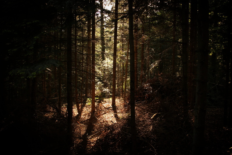 serbia, vegetation, growth, woodland, tara, wilderness, land, 2K, tranquility, trail, explore, plant, sunlight, day, wanderlust, light, trunk, beauty in nature