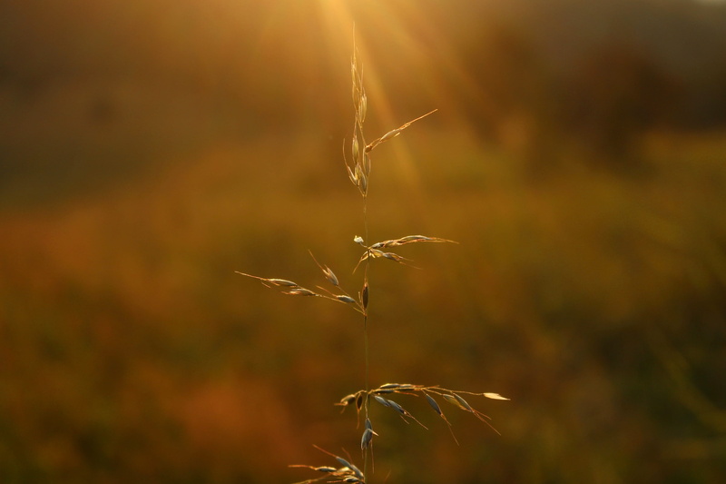 almost autumn, serbia, ray of sun, 2K, tranquility, selective focus, meadow, plant, land, fragility, dead plant, tara, focus on foreground, mokra gora