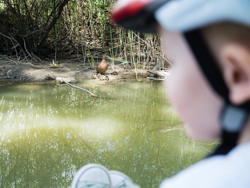 4K, nova gorica, swamp, duck, nature, selective focus, focus on background, leisure activity, animals in the wild, animal wildlife, one person, holding