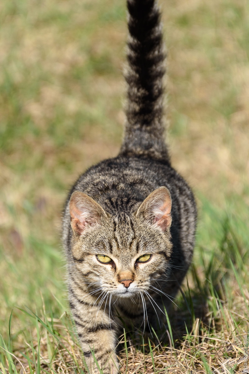 vertebrate, tabby, nature, whisker, velika gorica, field, close-up, mammal, 4K, grass, looking at camera, feline, no people, domestic cat, portrait, day