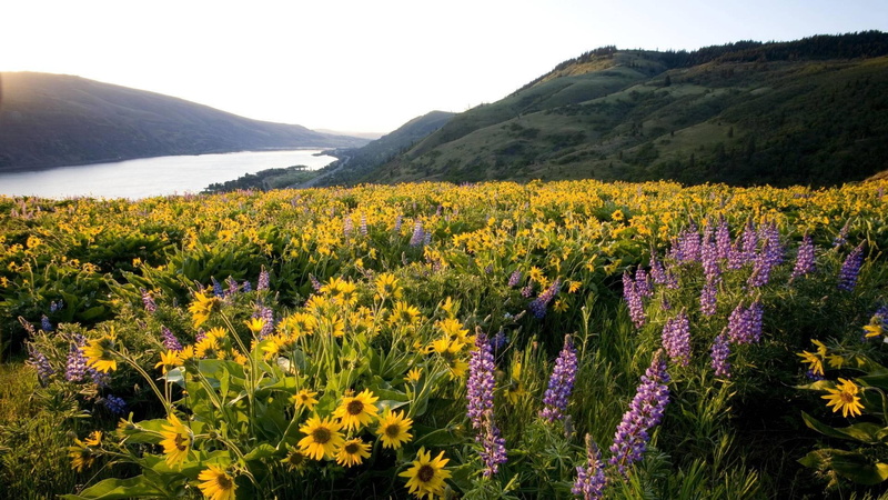 1080P, fields, macall, oregon, tom, preserve, river, hills, nature and landscapes, columbia, flowers