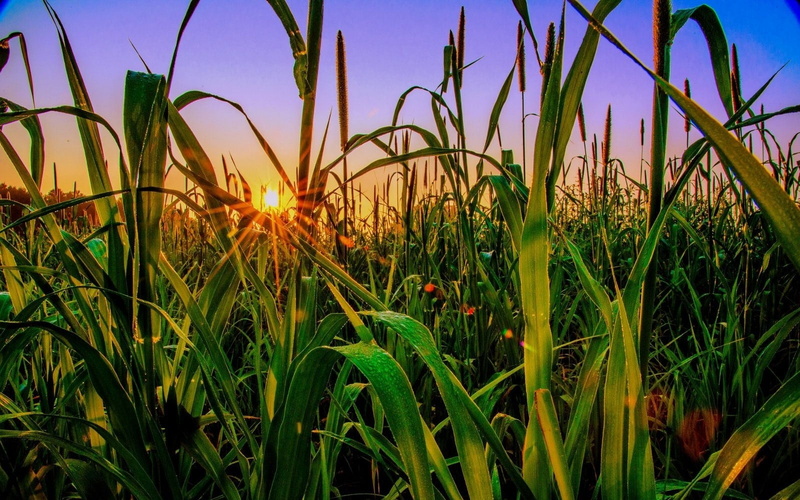 tranquil scene, green, sun rays, sunset, sunlight, no people, rural scene, calm, summer, outdoors, photography, nature, plant, day, 720P, sky, grass, plants