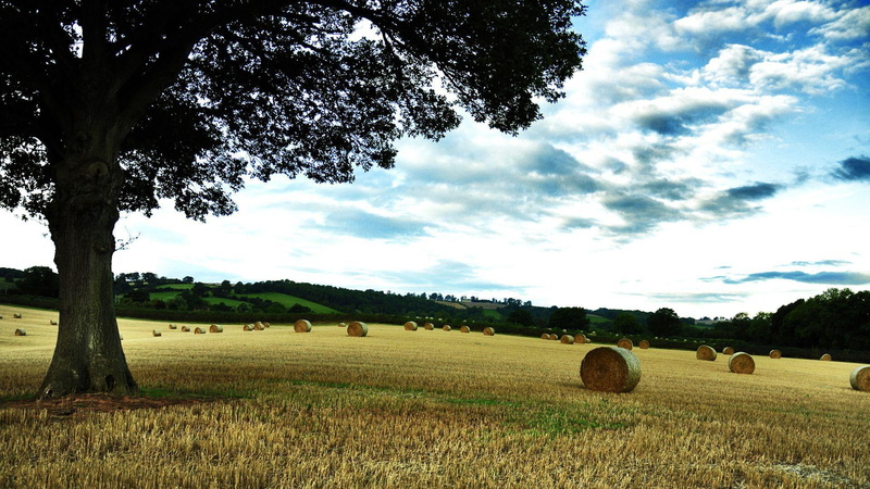grassfield, hay, day, tree, bales, 1920x1080, nature, time, bale, hill, 1080P