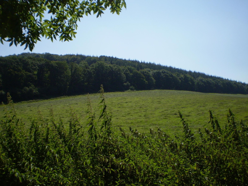 round, 1080P, forest, calm, green, earth, grassfield, nature and landscapes, wales, grass