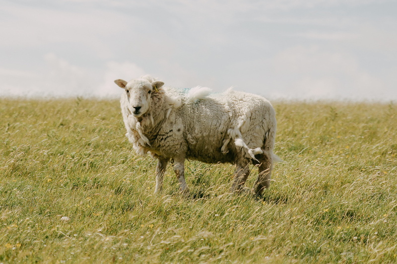 outdoors, one animal, livestock, grassfield, no people, domestic animals, 2K, herbivorous, pets, plant, animal, grass, standing, sheep, mammal, domestic