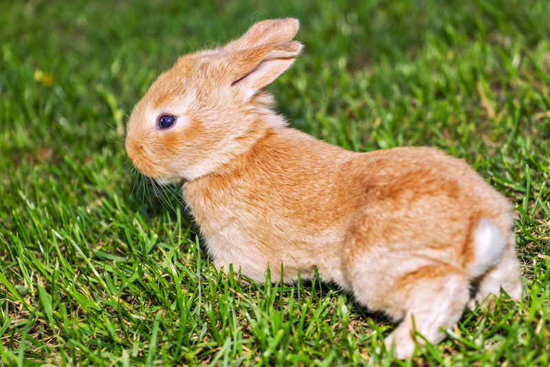 animals, small, grassfield, cute, outdoors, animal wildlife, animal themes, nature, land, animals in the wild, whisker, easter, meadow, fluffy, fur, 5K