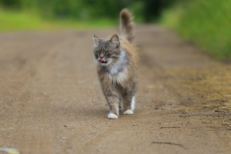 russian remote places, one animal, selective, village, live photos, focus, animals, Man, whisker, domestic, cute, feline, animals in the wild, Handsome