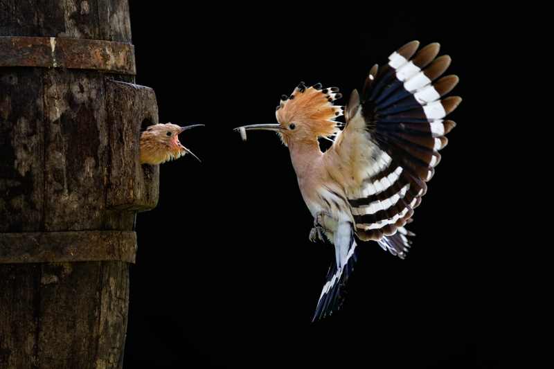 white, beaked, long, bird, 2K, beige, Sony World Photography Awards, hoopoe, chick, flight