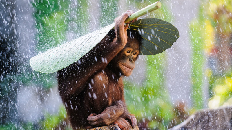 4K, monkey, covering, leaf, rain, Bali, Orangutan, 2015 Sony World Photography Awards, green