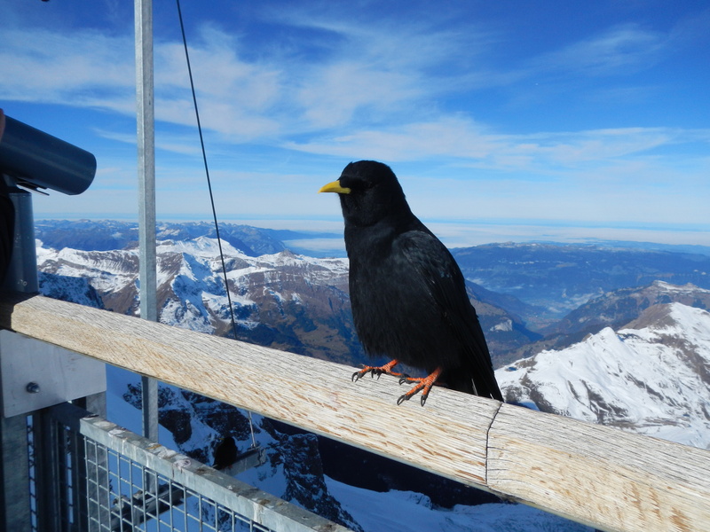 raven - bird, vertebrate, alpine, 4K, winter, day, landscape, one animal, animals in the wild, cold temperature, sky, raven, mountains, animal wildlife