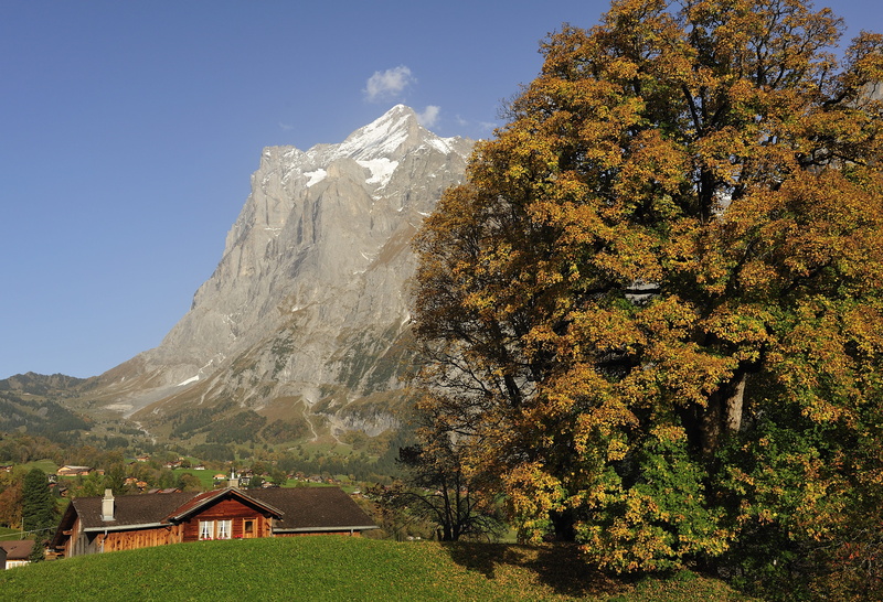 Grindelwald, postkartenmotiv, nature, mountain peak, Autumn, no people, alpine, leaves, mountain hiking, tree, scenics, mountain range, 4K, colorful, mountains