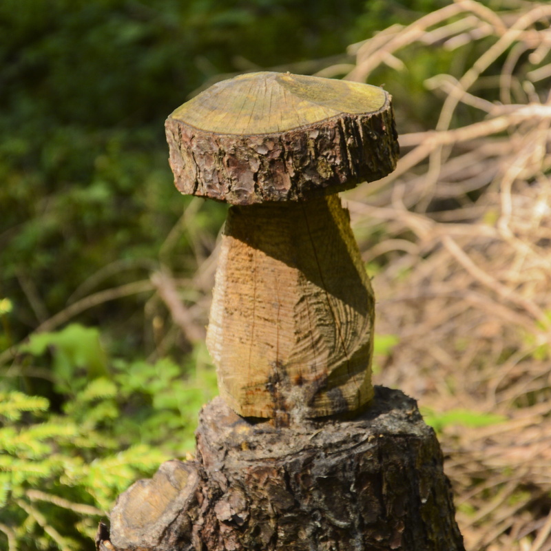 no people, some macro, plant, 2K, forest, bark, wood - material, close-up, tree fungus, wood, fungus, hiking, grass, food, vegetable, beauty in nature
