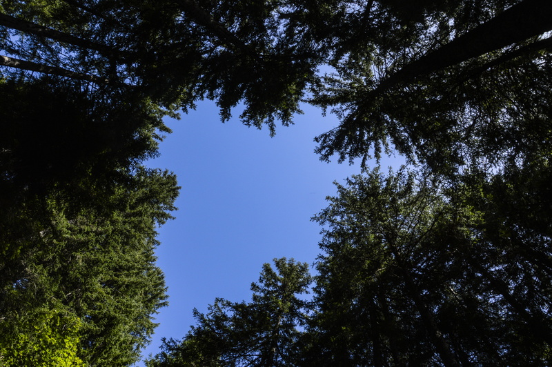 day, tree, tranquility, forest, low angle view, branch, 5K, landscape, tree canopy, green, scenics - nature, land, blue, tranquil scene, green color, growth