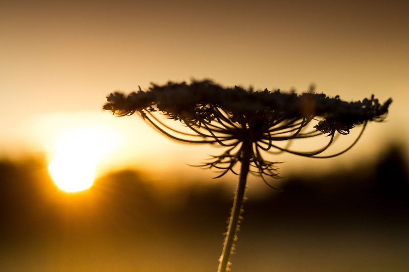 photography, bokeh, weed, shallow focus, nature, field, brown, flower, 4K, canon  t2i, plant, shadow, profile, sunset, lace, sunlight, petaled, back Lit