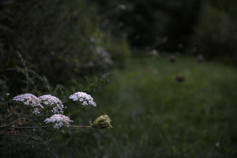springtime, outdoors, flowers, flower head, summer, landscape, selective focus, day, field, no people, land, united states, close-up, inflorescence, chambersburg