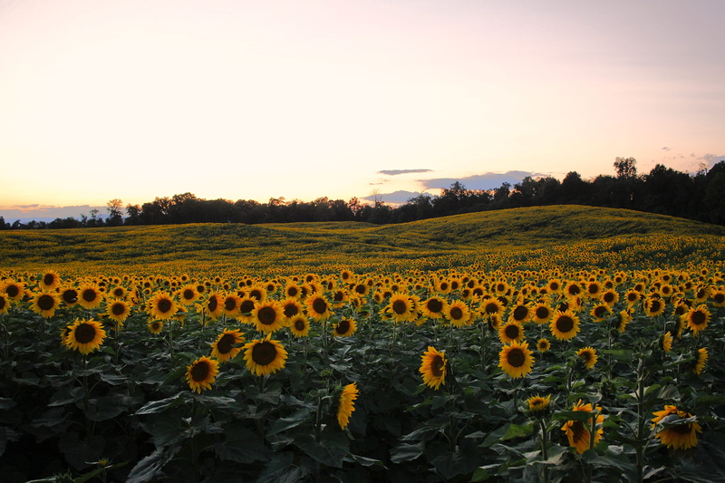 24mm, scenics - nature, growth, mitchell bowser, canon t2i, land, tranquility, sunset, orange color, farm, field, canon, environment, rural scene, outdoors