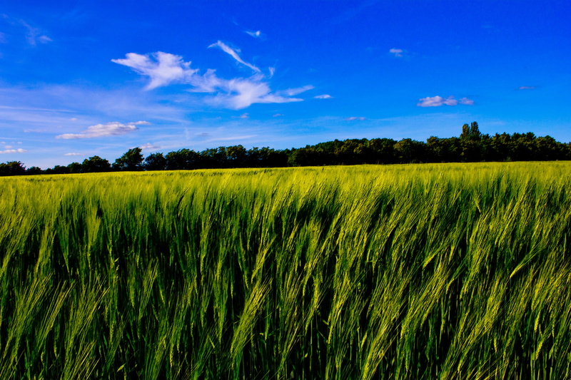 green grass, Corn  field, Beautiful, nature, grass field, outdoors, Picture, Canon  Eos  550D, blue, Sky, Foto, summer, summer  day, green, landscape, plant