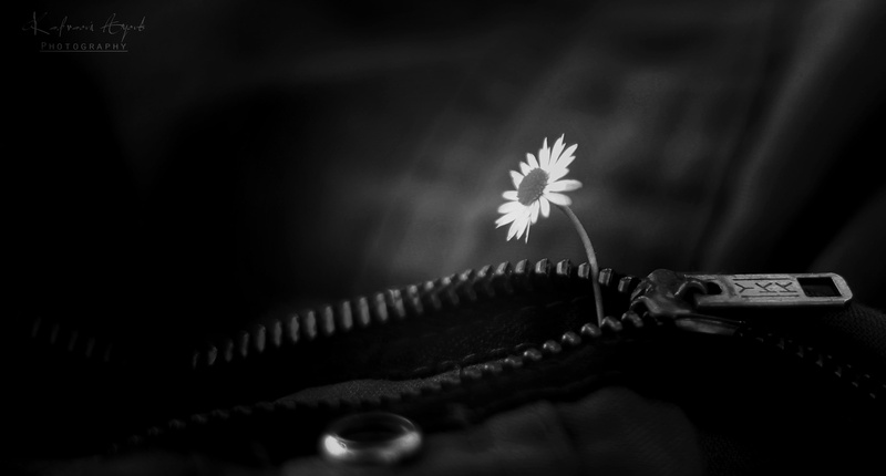 vulnerability, fragility, still life, indoors, inflorescence, leaf, selective focus, studio shot, flower, petal, flower head, nature flowers canon canon eos 550d red white monochrome