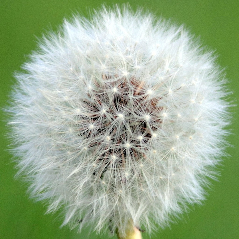 seed, plant, white, Dandelion, nature, close-up, springtime, eos, canon  550d, flower, summer, single Flower, Macro, 480P, fluffy, green Color, canon 550d