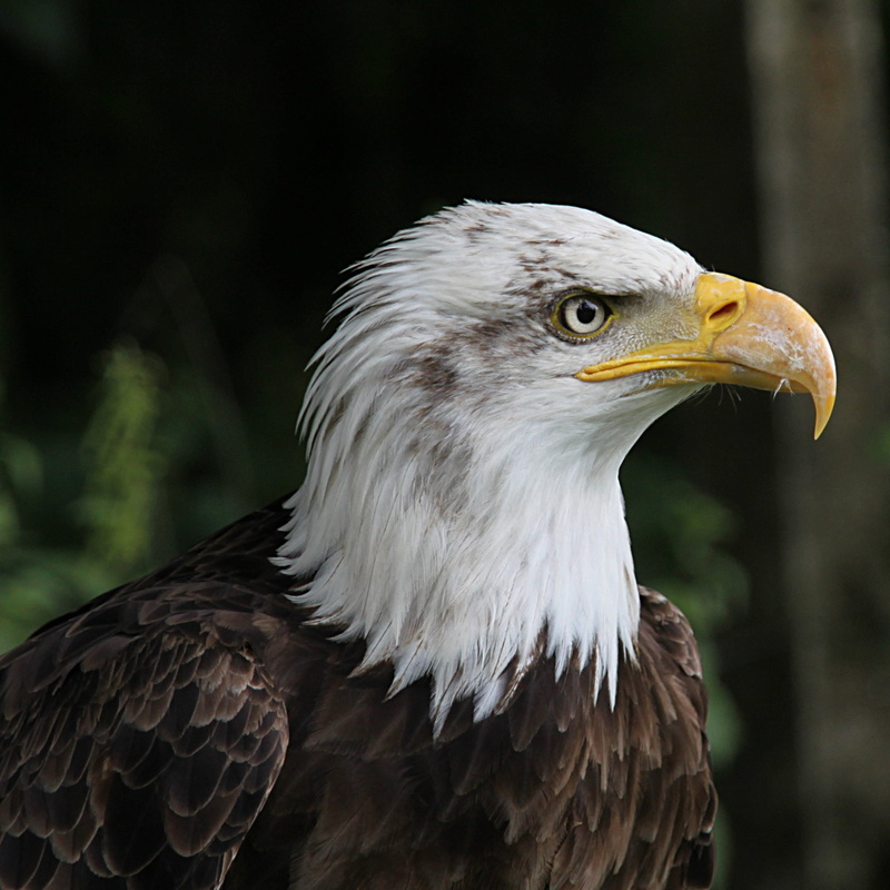 beak, eagle, aigle, wildlife, eagle - Bird, uSA, Canon EOS 550D, bald, 1080P, animal, bird, oiseau, majestic, bird of Prey, carnivore, animals In The Wild