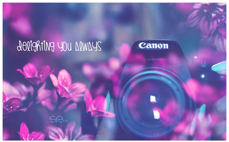 helios, always, purple, black, photo, pink color, close-up, overlay, indoors, transparent, flowering plant, photograph, Aero, freshness, camera, western script