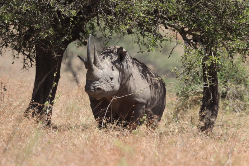 field, animals in the wild, outdoors, horse, savanna, tree, nairobi, nairobi national park, livestock, vegetation, rhino, land, grassland, cow, day, no people